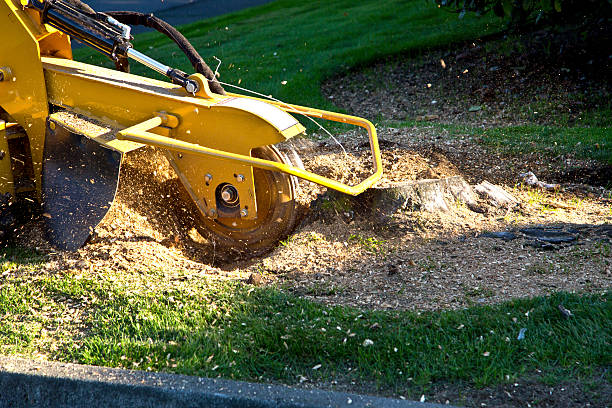 Mulching Services in Clio, AL